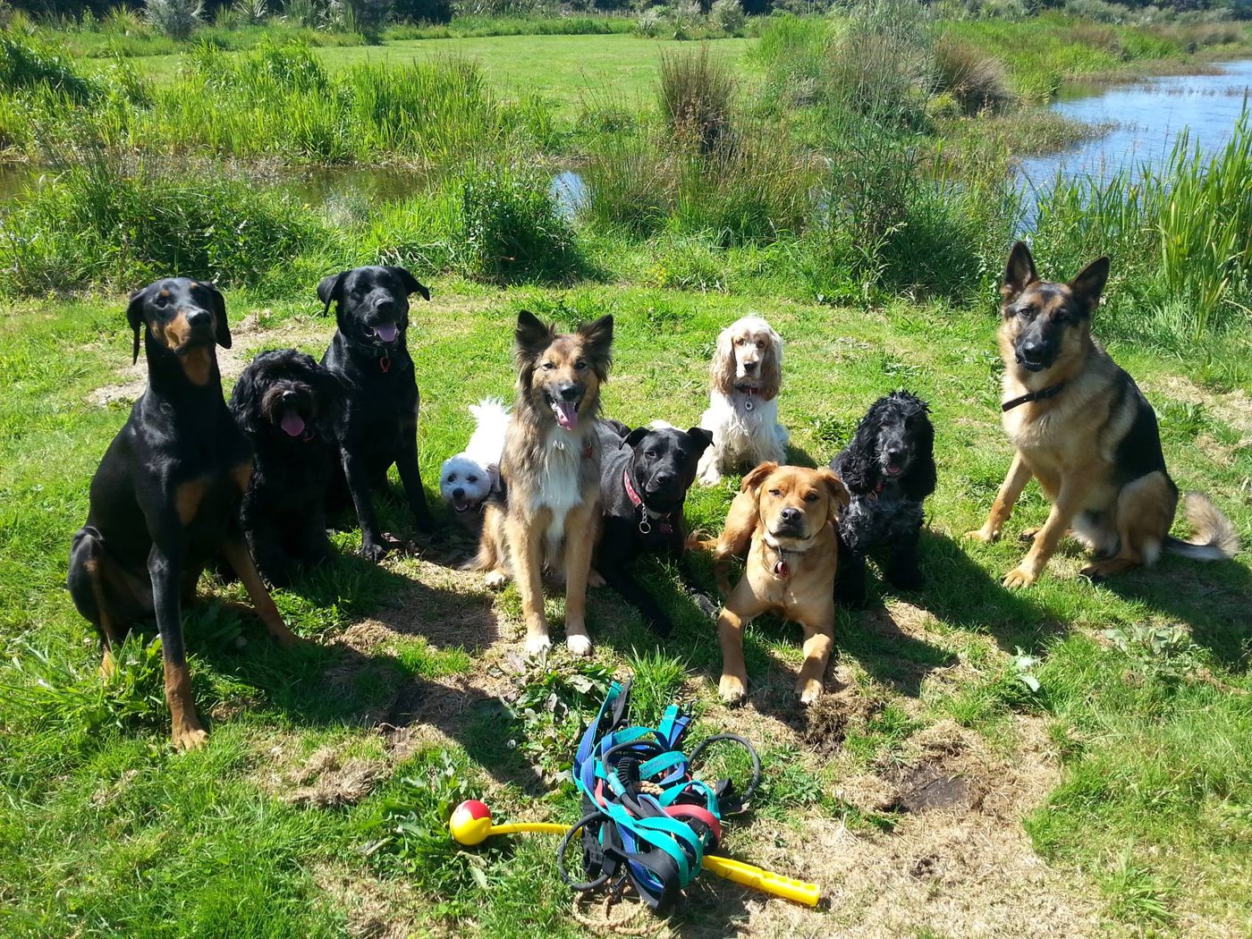 A group of happy dogs at For the Dogs daycare